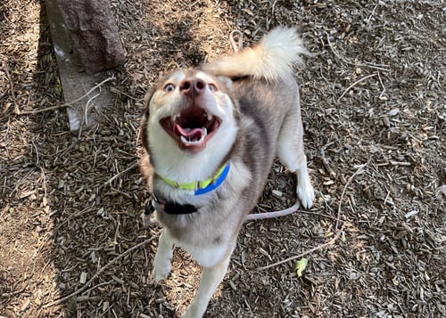 FELIX - Alaskan Klee Kai available for adoption