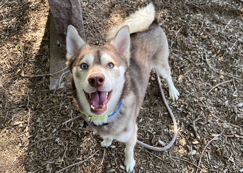 FELIX - Alaskan Klee Kai available for adoption