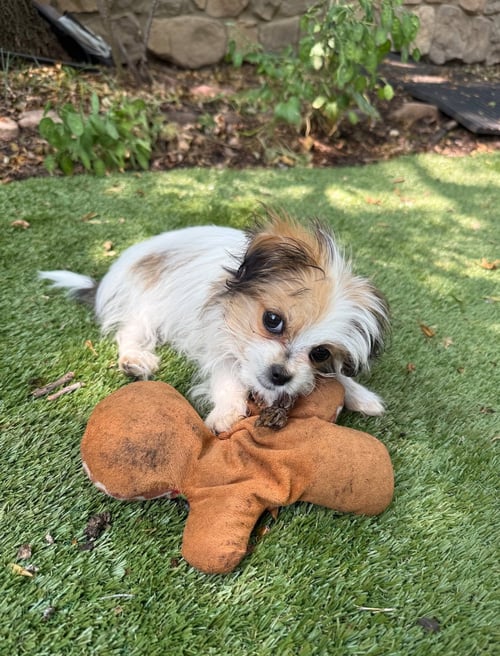 PICKLE CHIP - Havanese available for adoption