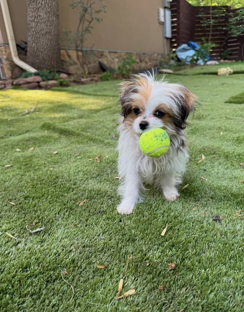 PICKLE CHIP - Havanese available for adoption