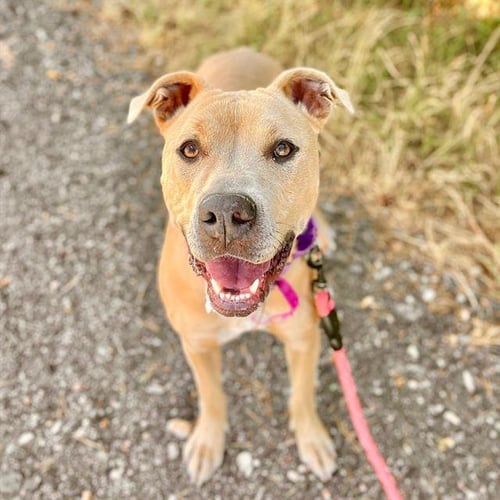 LIL BABY - Pit Bull Terrier available for adoption