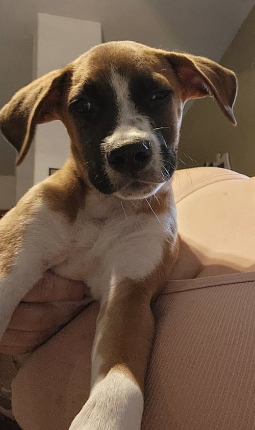 DIEGO - Unknown available for adoption
