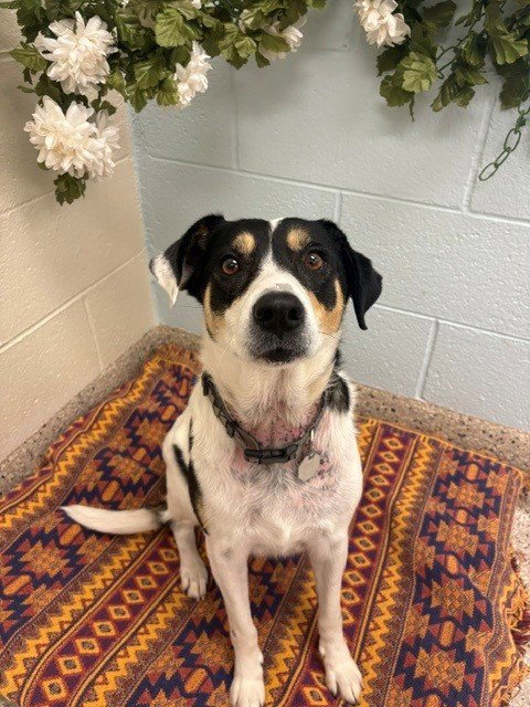 ZOWEY - Australian Cattle Dog/Blue Heeler available for adoption