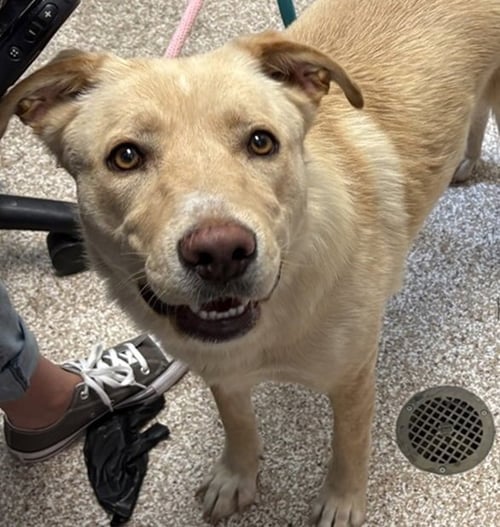 ANGEL - German Shepherd Dog available for adoption
