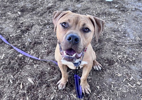 BOSTON CREAM - Pit Bull Terrier available for adoption