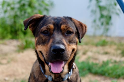 FENLEY - German Shepherd Dog available for adoption