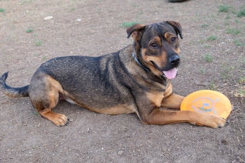 FENLEY - German Shepherd Dog available for adoption