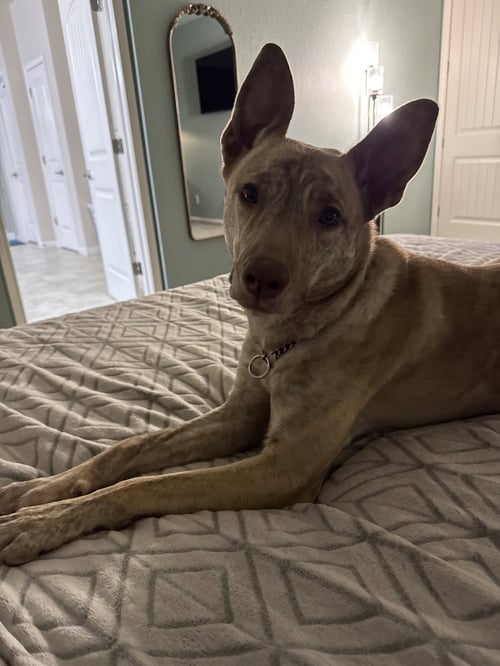 CHAI - Catahoula Leopard Dog available for adoption