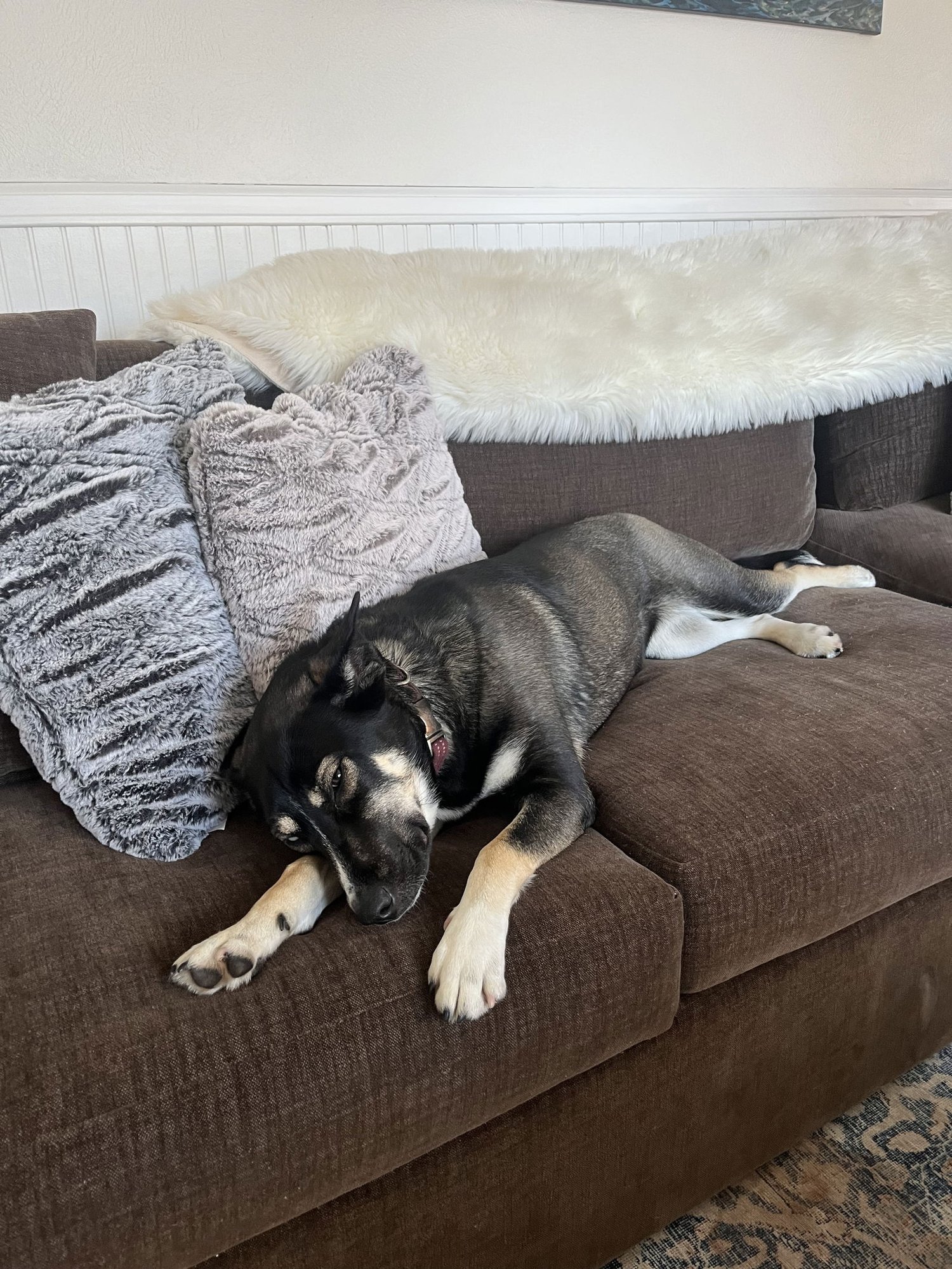 SAGE - Husky / German Shorthaired Pointer available for adoption