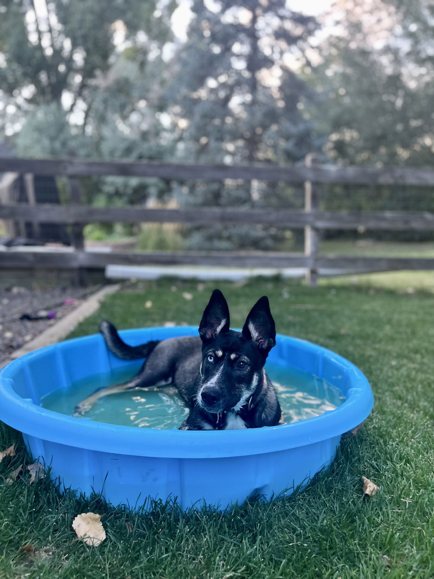 SAGE - Husky / German Shorthaired Pointer available for adoption