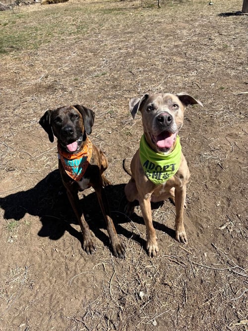 DARYL - Plott Hound available for adoption