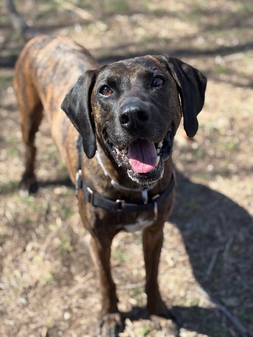 DARYL - Plott Hound available for adoption