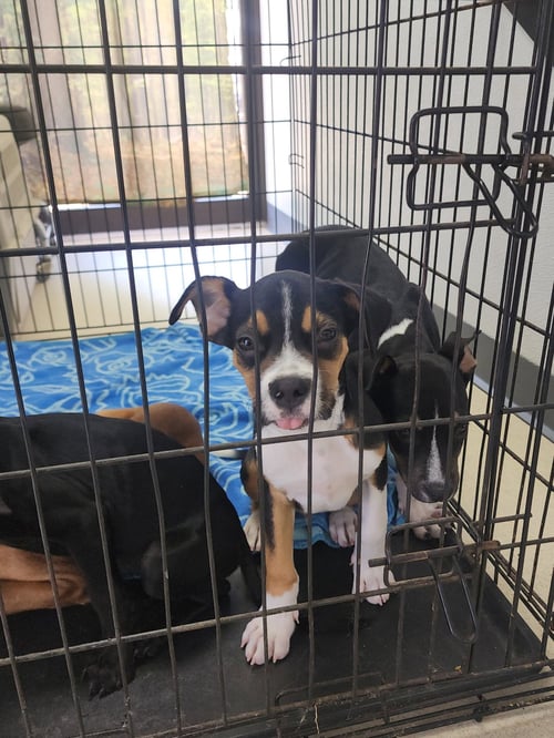 SWIPER - Unknown available for adoption