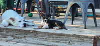 Swiper - Photo 8