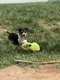 Swiper - Photo 4