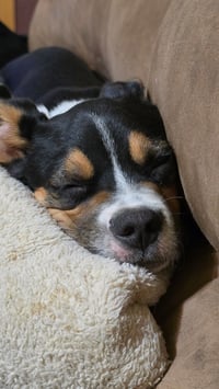 Swiper - Photo 1