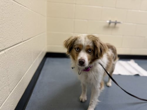 CONRAD - Australian Shepherd available for adoption