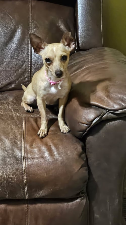 BOBA TEA - Chihuahua available for adoption