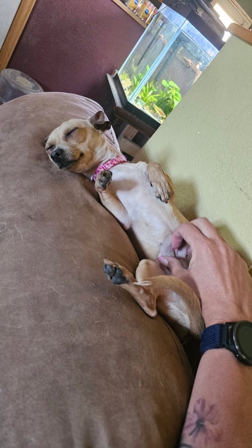CRICKET - Chihuahua available for adoption