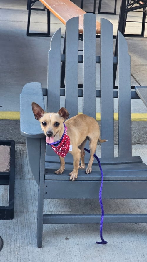 CRICKET - Chihuahua available for adoption