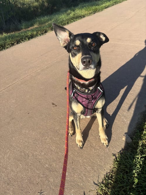 FREDDIE - Shepherd available for adoption