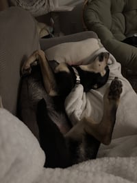 Freddie - Photo 6