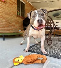 Leela - Photo 1