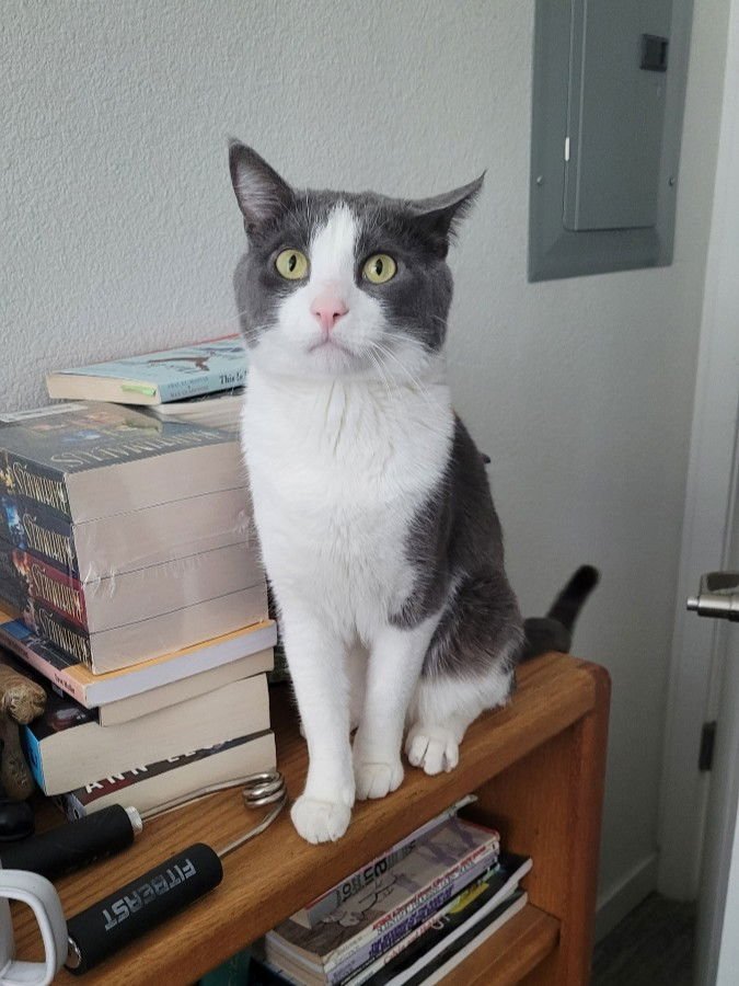 CATSPIAN - Domestic Short Hair for adoption in Fort Collins