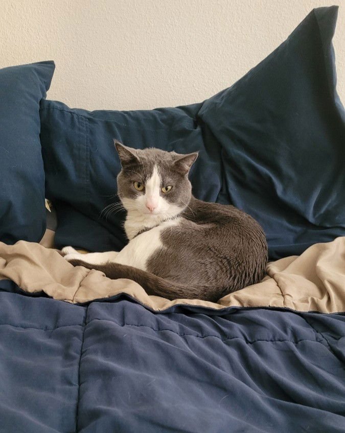 Catspian - Photo 2