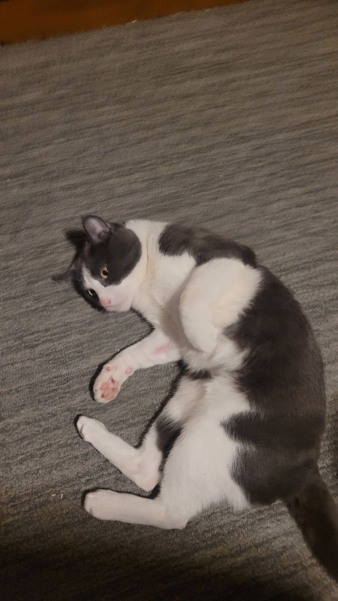 Catspian - Photo 4