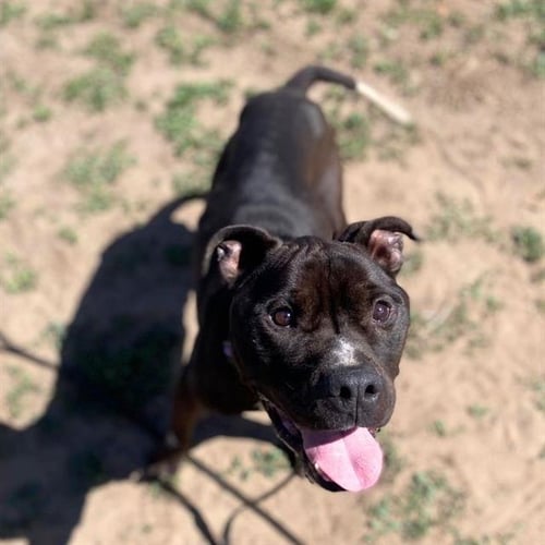 FRENCH FRY - Pit Bull Terrier available for adoption