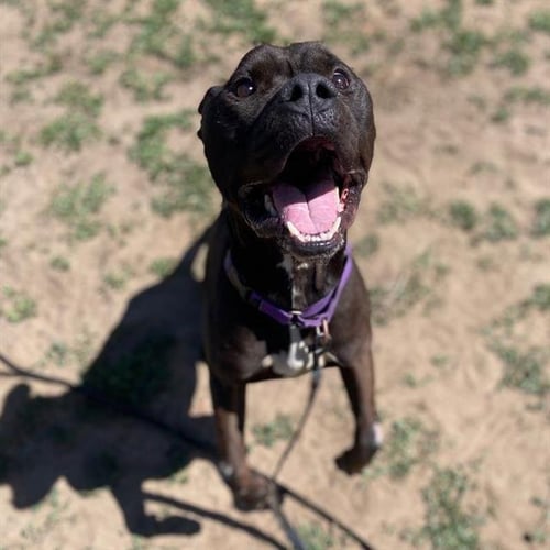 FRENCH FRY - Pit Bull Terrier available for adoption