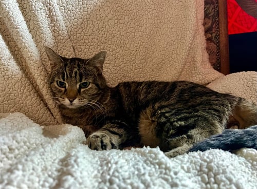 EARLENE - Domestic Short Hair available for adoption