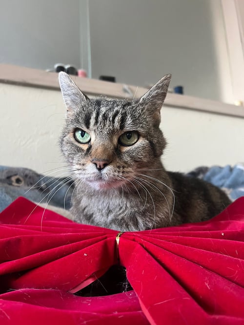 EARLENE - Domestic Short Hair available for adoption