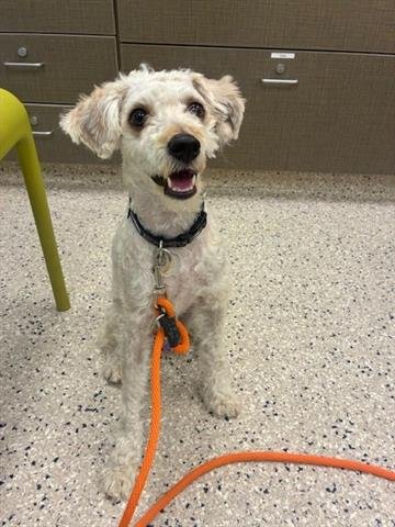 LICORICE - Poodle (unknown type) available for adoption