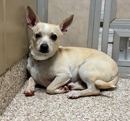 NIMA - Chihuahua available for adoption