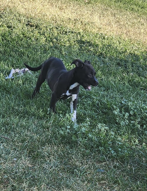 ISA - Unknown available for adoption