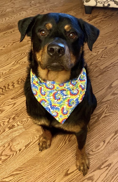 CUZCO - Rottweiler available for adoption