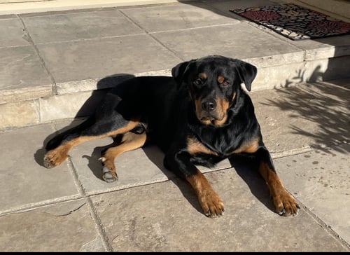 CUZCO - Rottweiler available for adoption