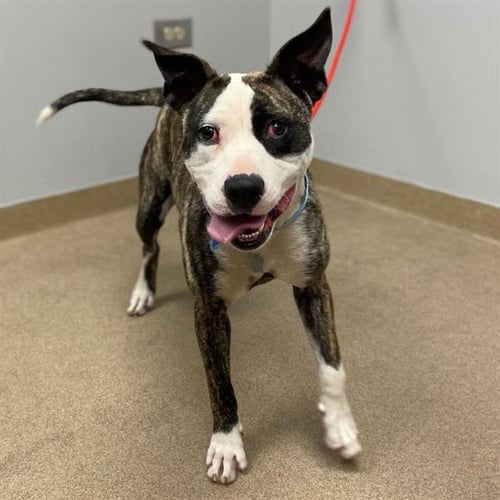 BUGSY - Boston Terrier / Pit Bull Terrier available for adoption