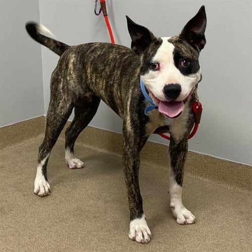BUGSY - Boston Terrier / Pit Bull Terrier available for adoption
