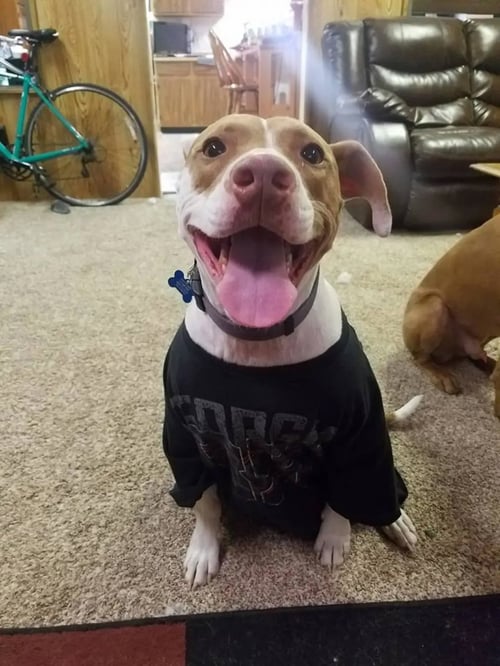 BENTLEY - Pit Bull Terrier available for adoption