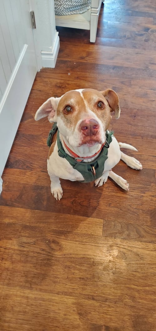 BENTLEY - Pit Bull Terrier available for adoption