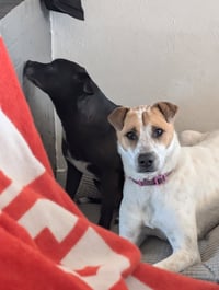 Heidi - Photo 1