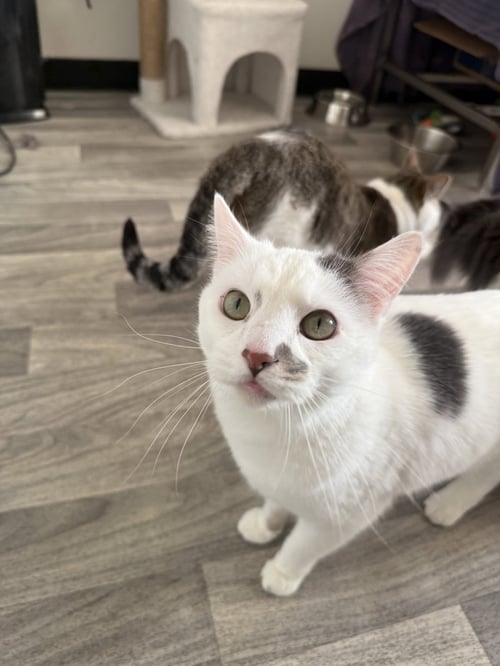 ANDROMEDA - Domestic Short Hair available for adoption