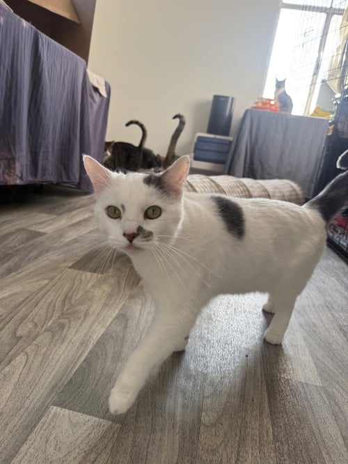 ANDROMEDA - Domestic Short Hair available for adoption