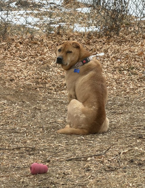 BUBBA - Shar Pei available for adoption