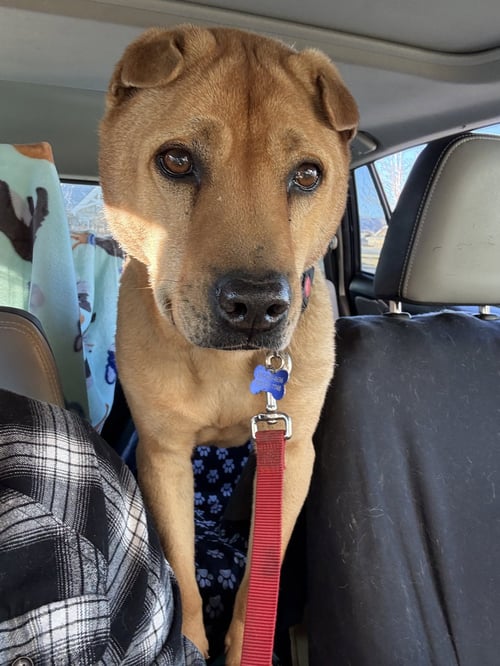 BUBBA - Shar Pei available for adoption