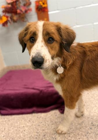 SAMMIE - Australian Shepherd available for adoption