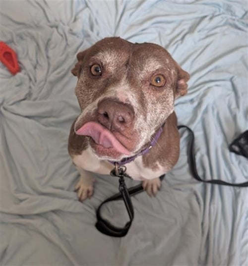 FOREST - American Pit Bull Terrier available for adoption